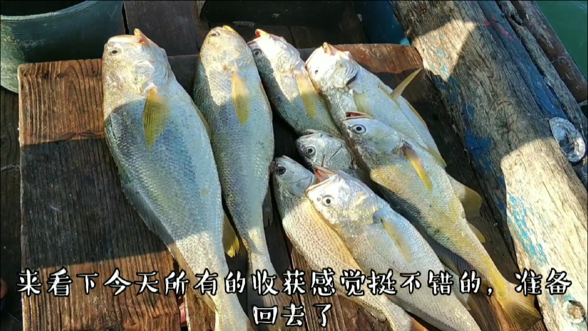 #赶海户外#老渔民望了潮水后直接去赶海,金灿灿的大黄鱼一直上,卖了近万元(下)