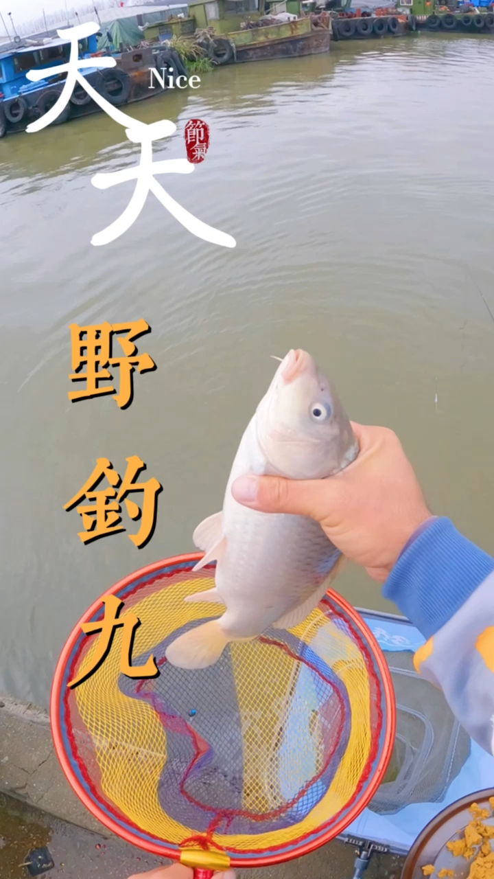 #钓鱼#这个钓鱼方法可以吗。连杆