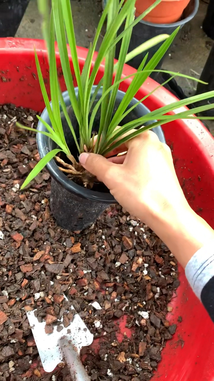#兰花种植#秋季是栽种兰花最好季节
