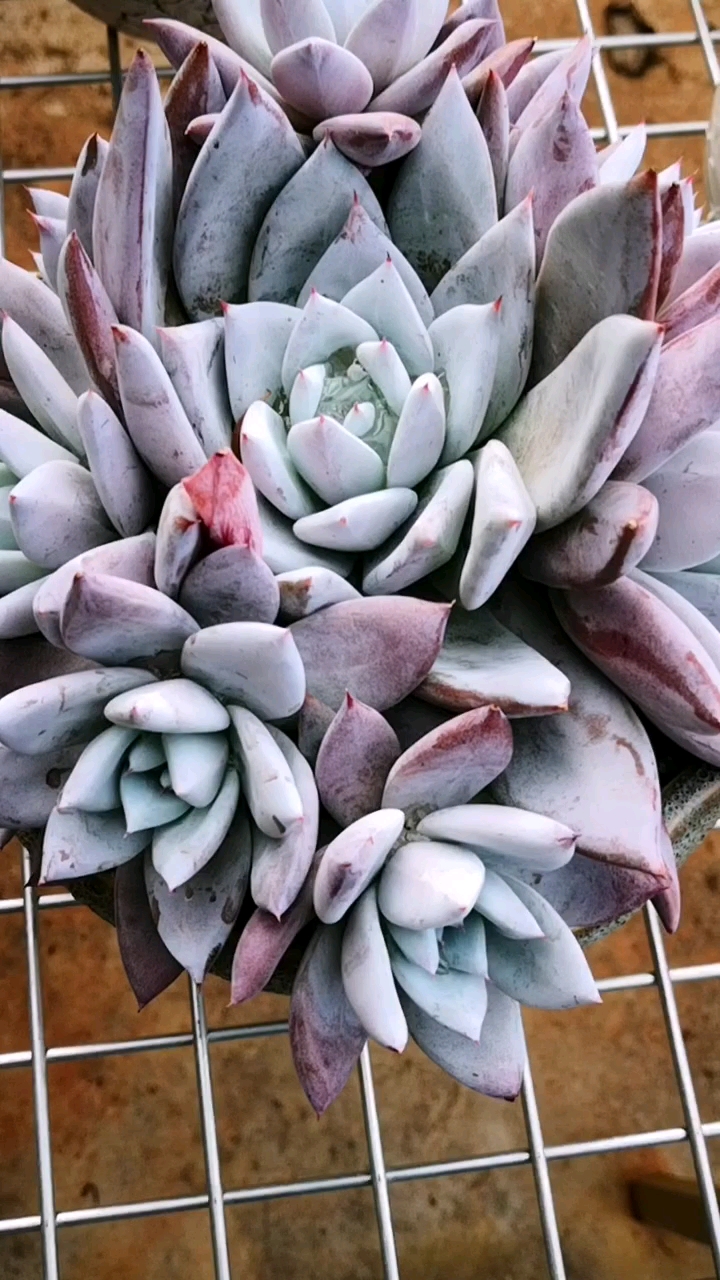 #多肉植物#墨西哥巨人捧花群的仙你感受一下了吗?小哥哥小姐姐来了解一下吧!