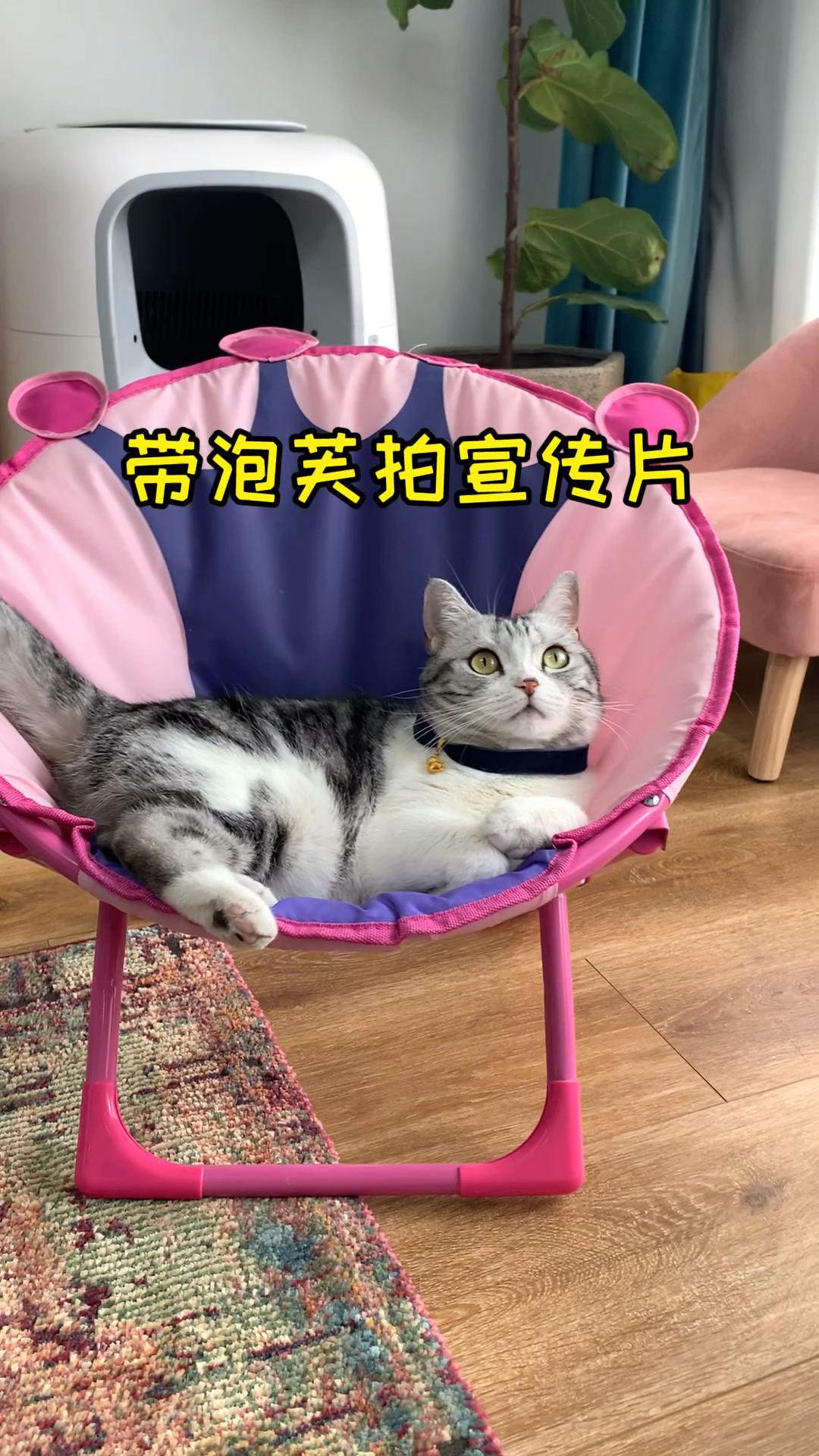 #小小爱宠萌化你#泡芙第一次到片场拍摄,表现的不错哦
