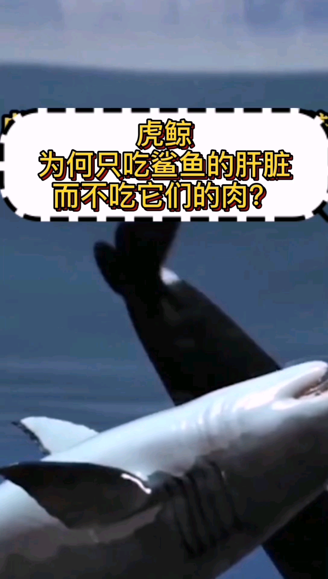 #每天一点冷知识#虎鲸为何只吃鲨鱼的肝脏,而不吃它们的肉?看完后你就知道了。