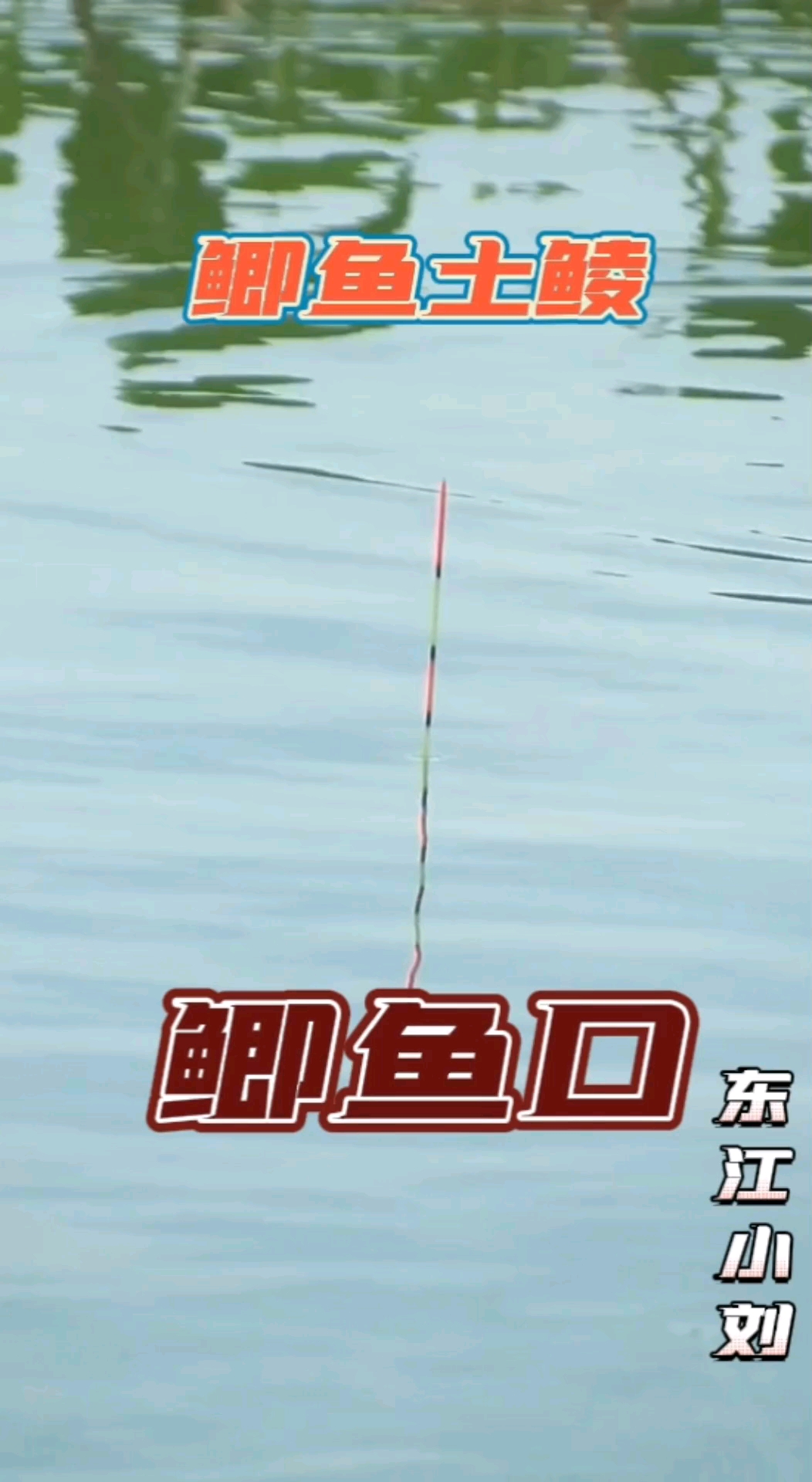 鲫鱼土鲮鱼狂口水葫芦钓位,来口生猛直接黑漂
