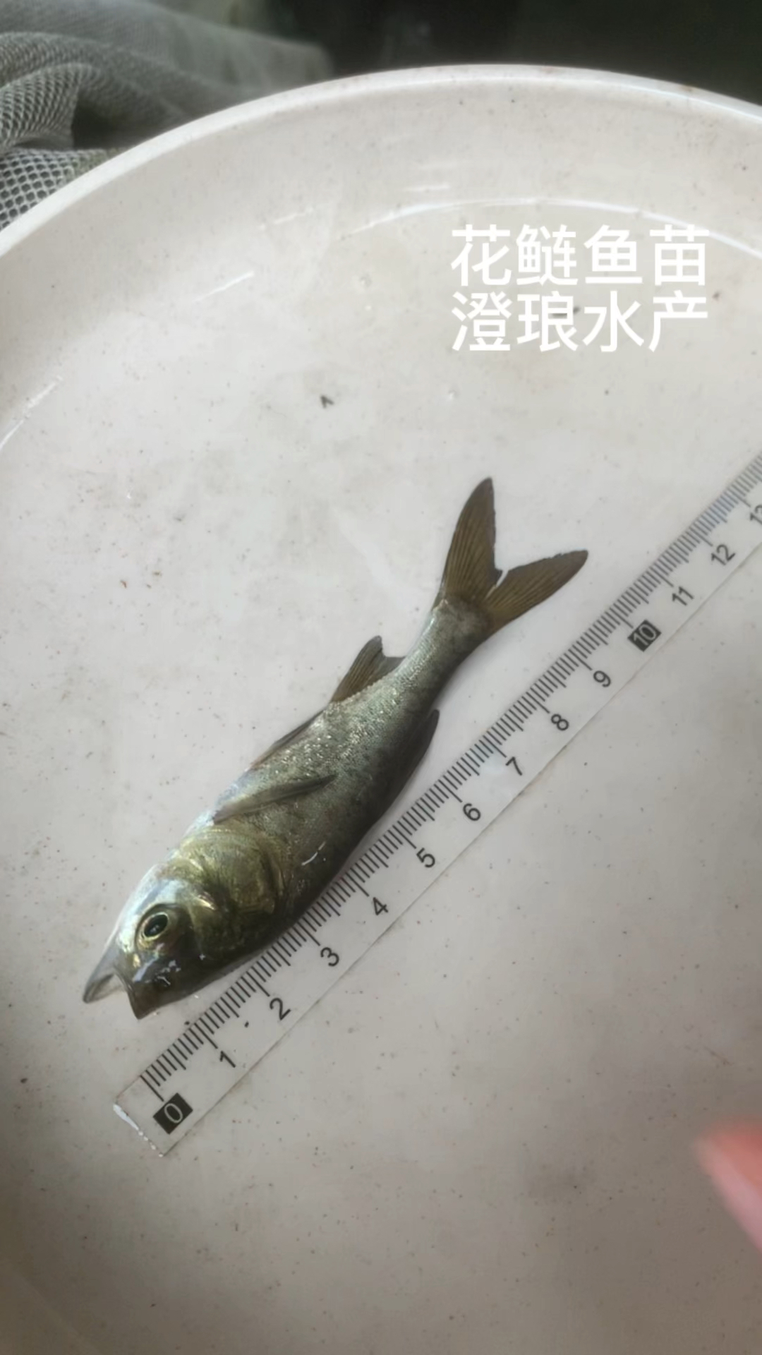 10公分左右花鲢鱼苗大头鱼苗胖头鱼苗