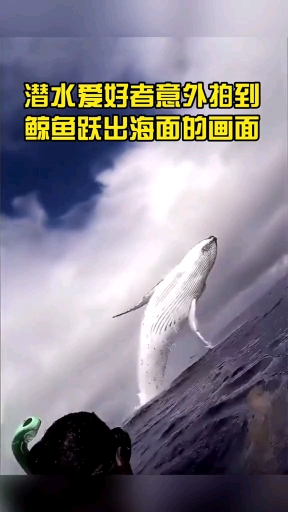 一鲸落,万物生。