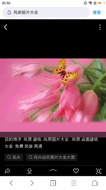 花的海洋
