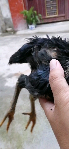 小高冠嫩斗鸡,斗鸡品种之一