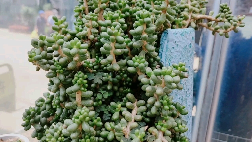 #多肉植物#这些垂柳型多肉老桩,让无数花友为之着迷!