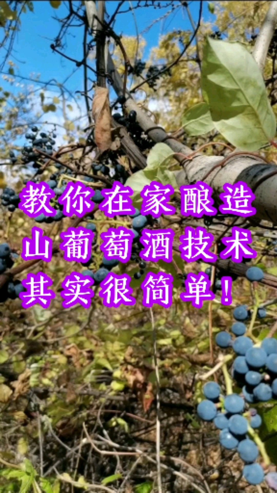 #记录生活#大山里的美味,今天教大家自己在家酿造山葡萄酒技术。