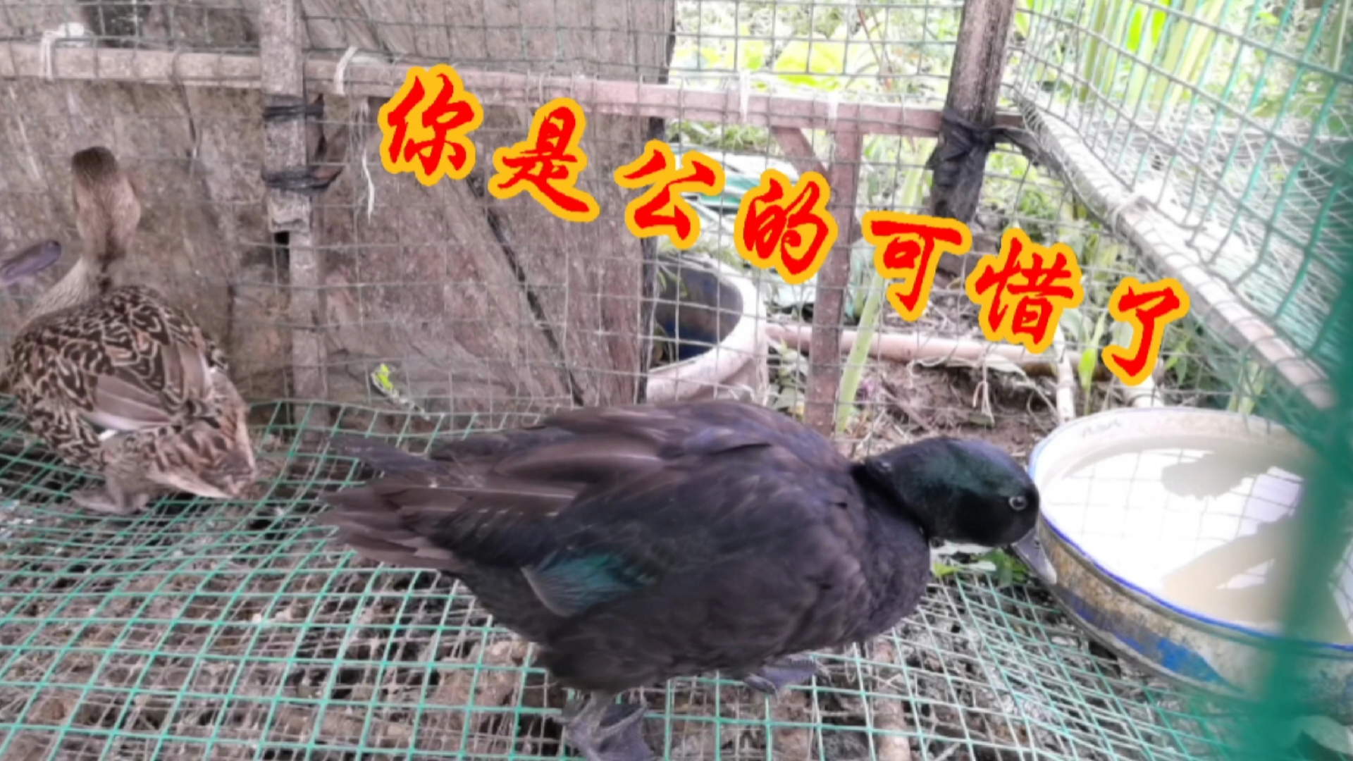 #乡村生活#出壳后育雏方法很重要,不需要用药