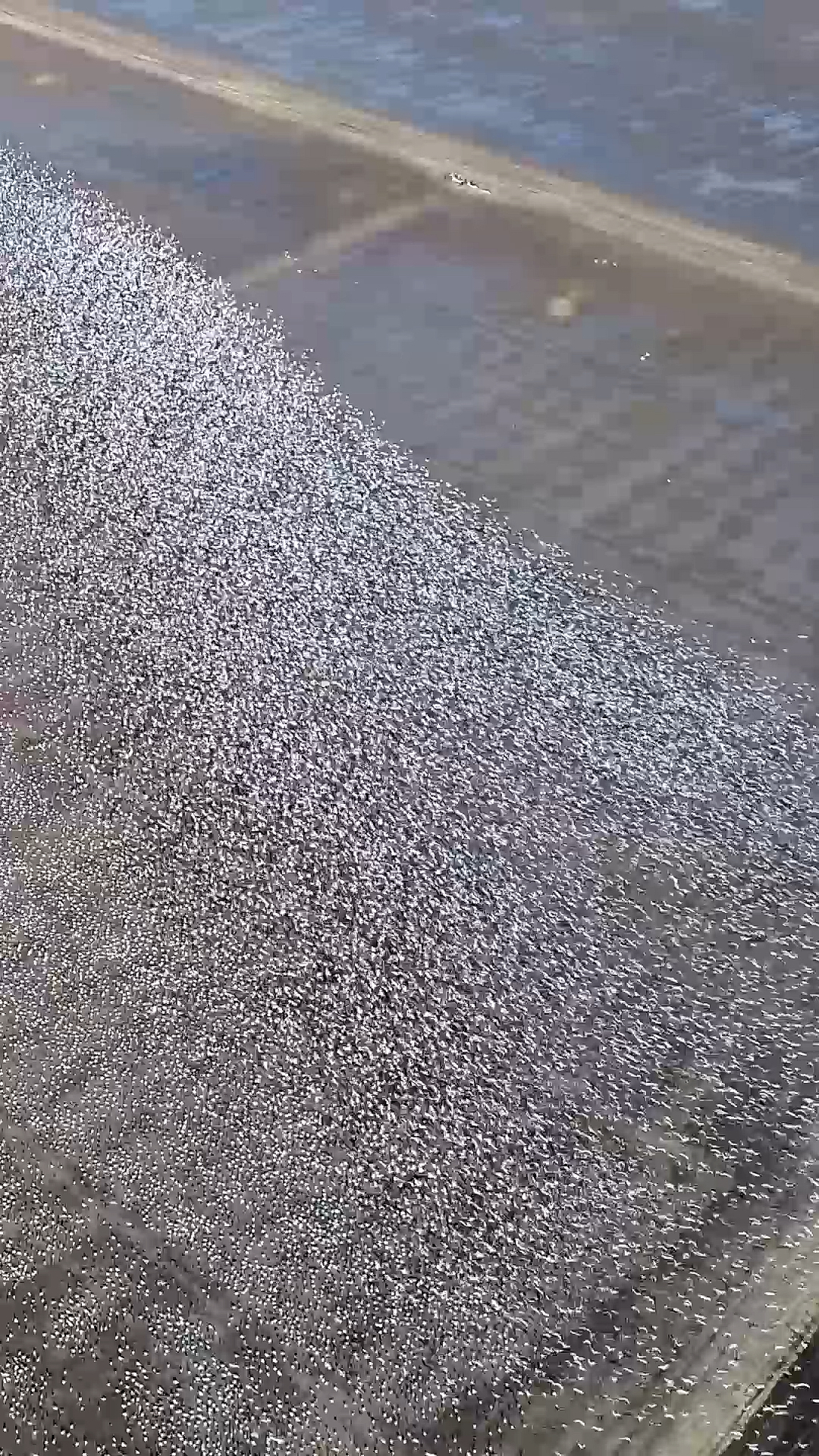 #神奇的大自然#超级震撼的天鹅群迁徙