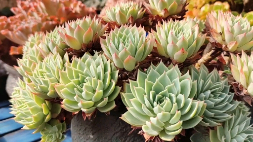 #多肉植物#只有控养到极致才能美的三色堇,你控养得怎么样了?