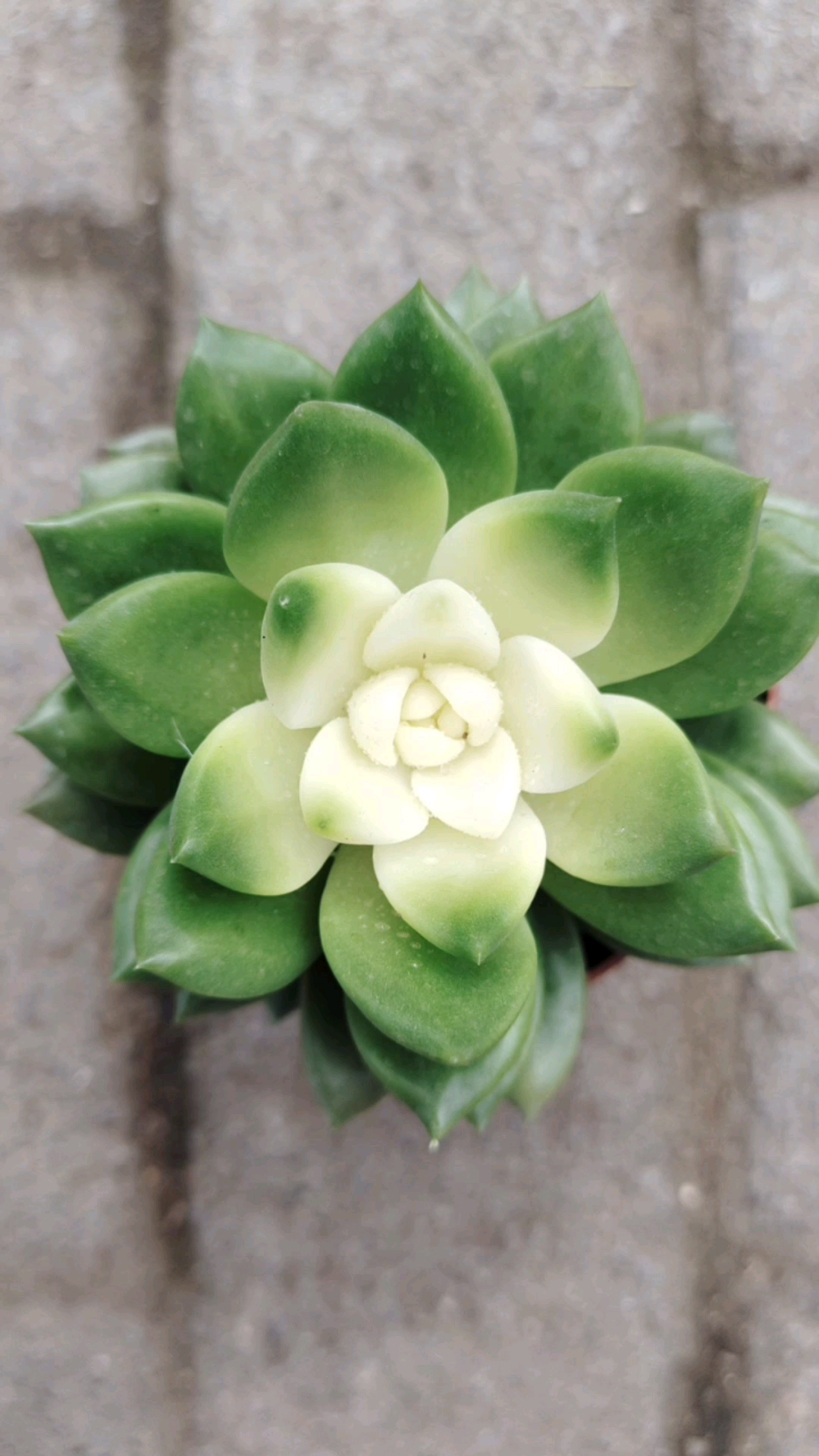 #泼花成画#养多肉最大乐趣不同品种混养