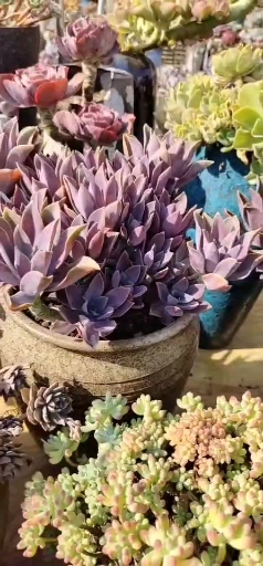 #多肉植物#太妃糖的紫红果然很出色！