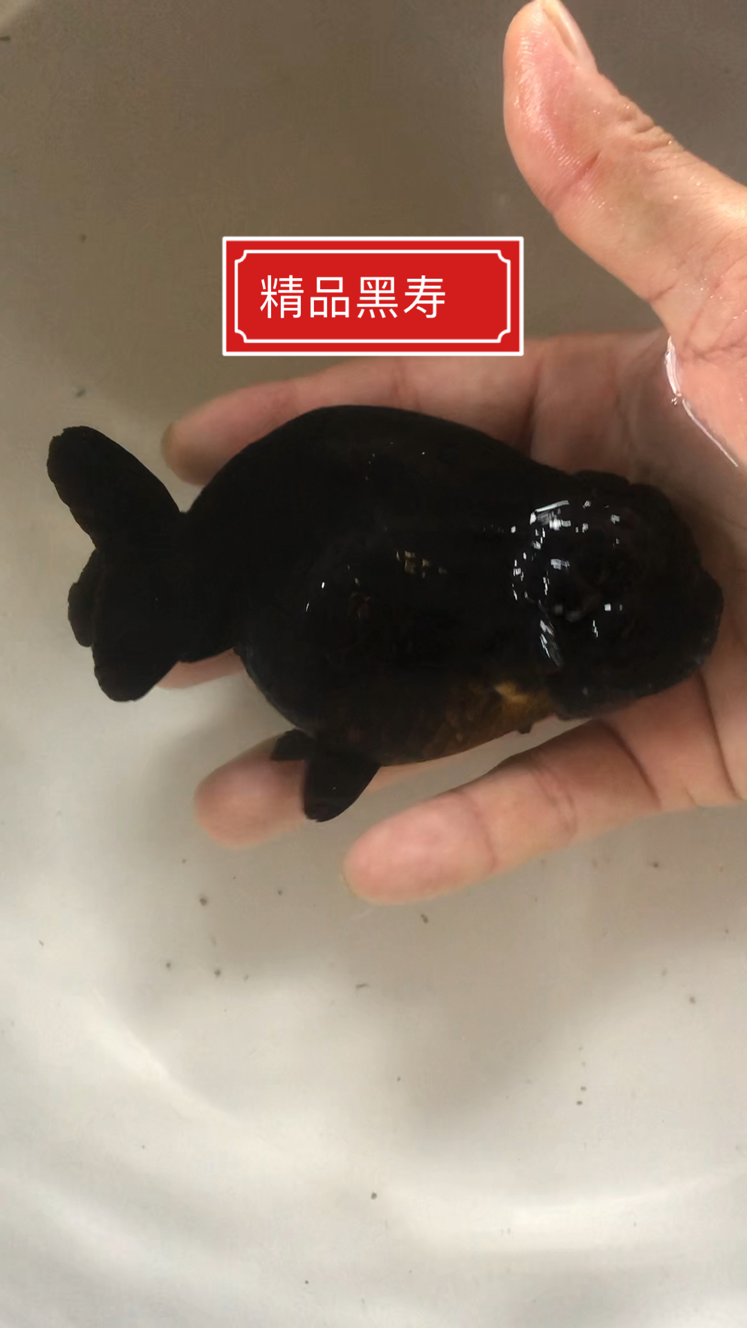 #吃喝玩乐过假期#精品黑寿兰寿金鱼系列尾巴头瘤身段都是最佳的