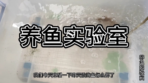 鱼躺着睡觉的样子太可爱了