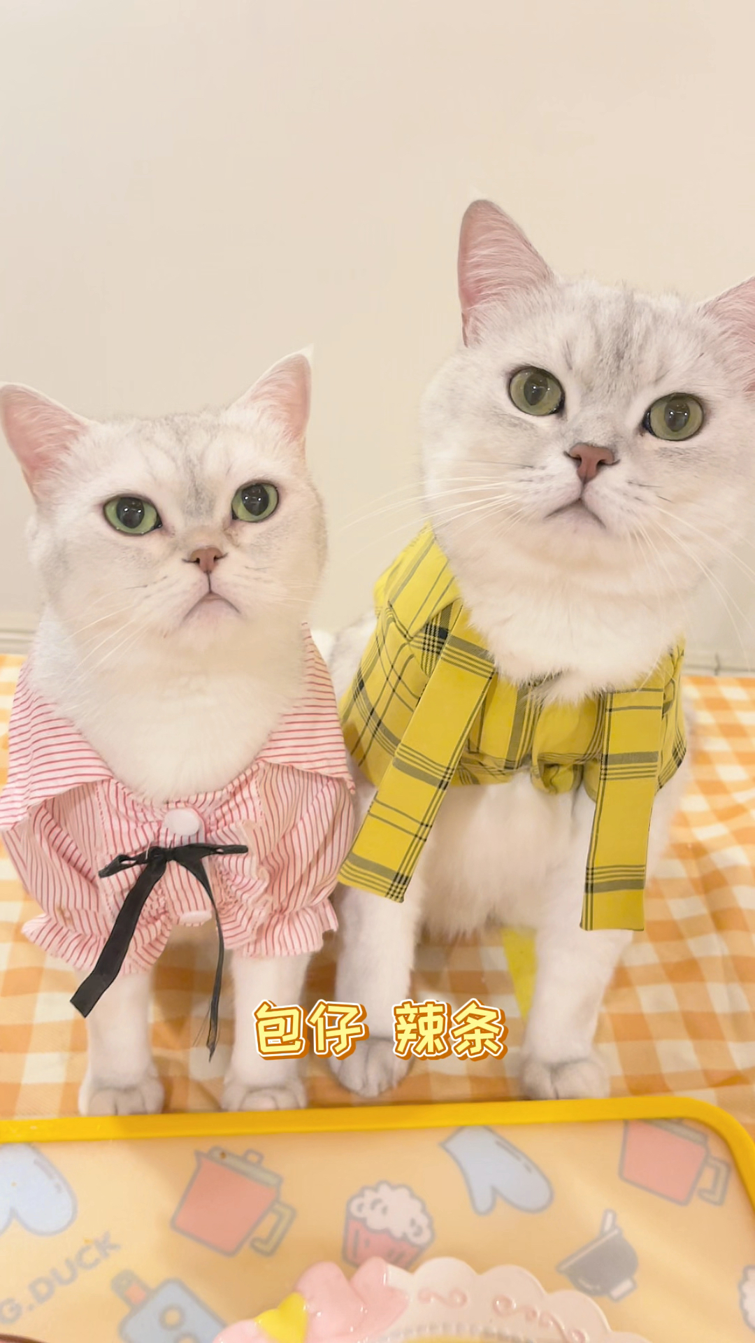 #我家萌宠成精了#和包仔、辣条一起做猫咪饭团！