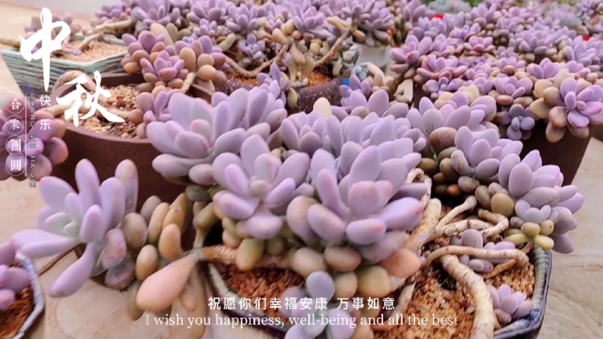 #多肉植物#桃蛋老桩集合了,这个桃蛋森林很不错!
