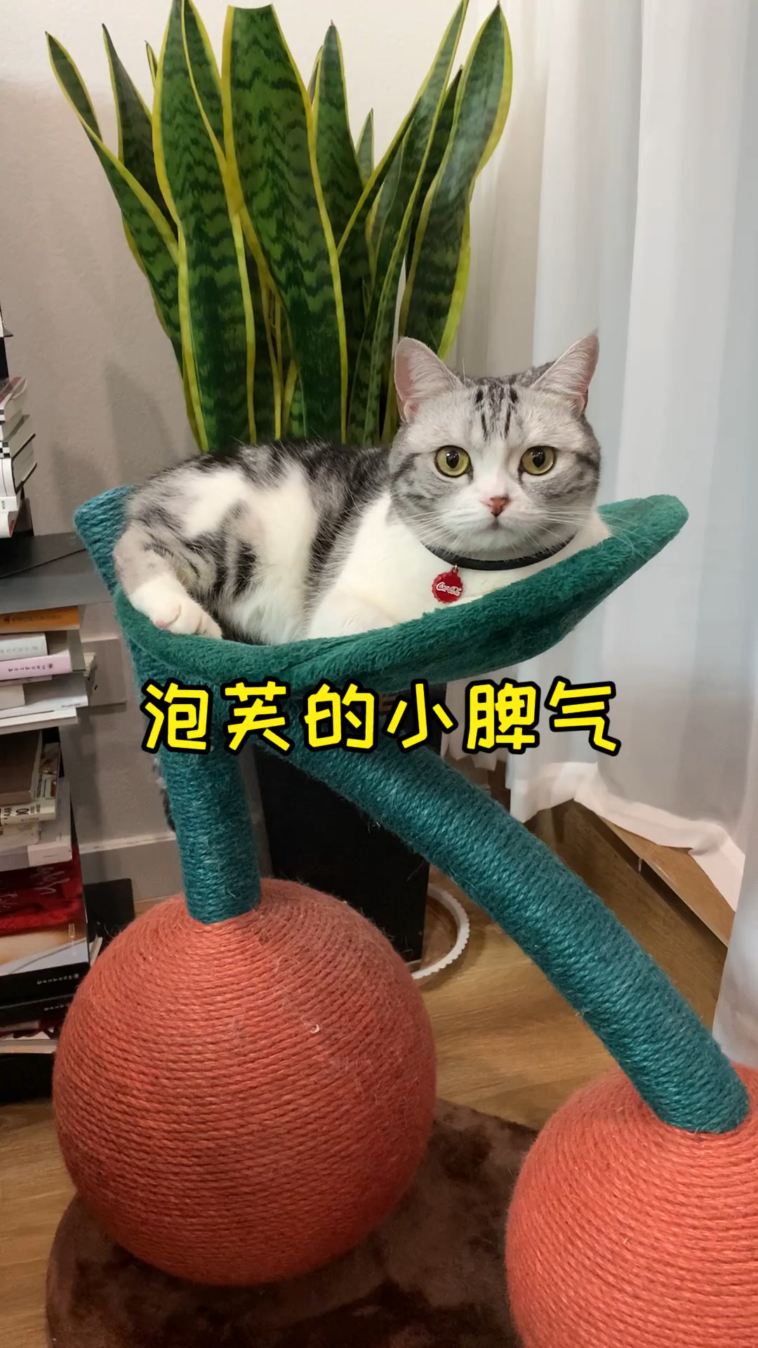 #我家萌宠成精了#我也有山竹啦，还是巨无霸版本的～