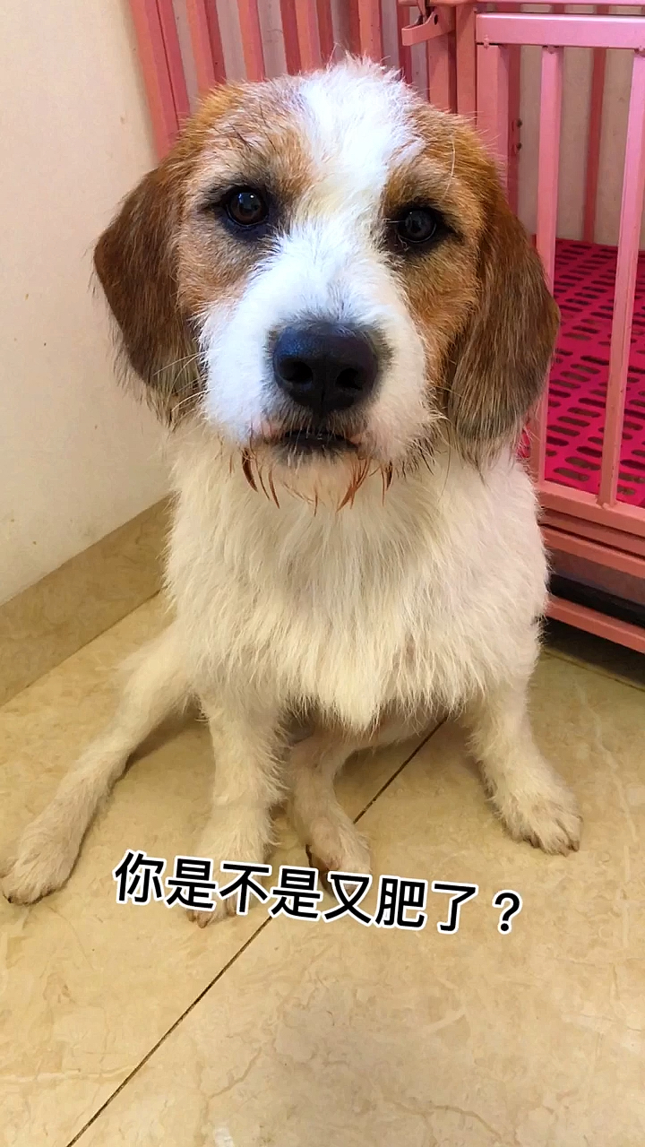 #我家萌宠成精了#肥花:哎呀!真的是烦死狗了!天天闲着没事就知道关心我的体重。
