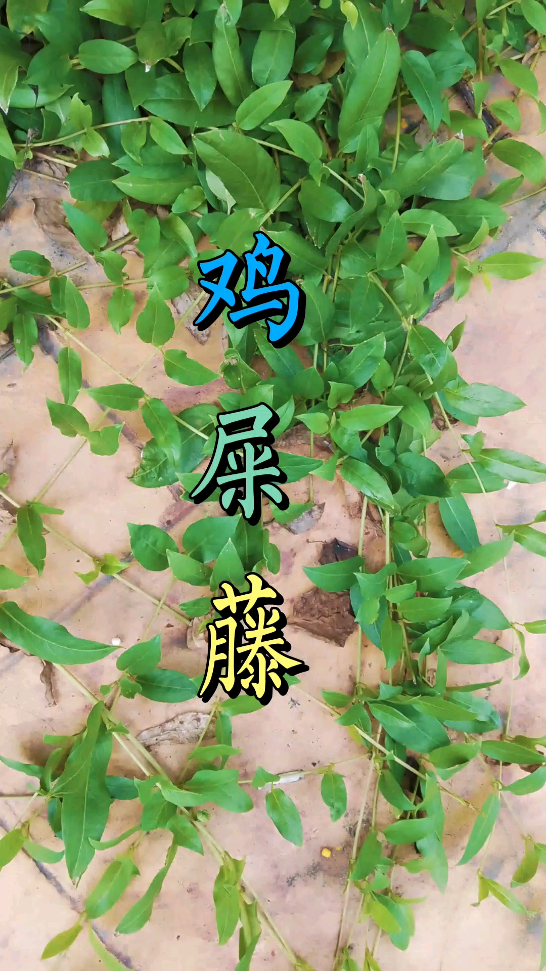 #野生草本#鸡屎藤。