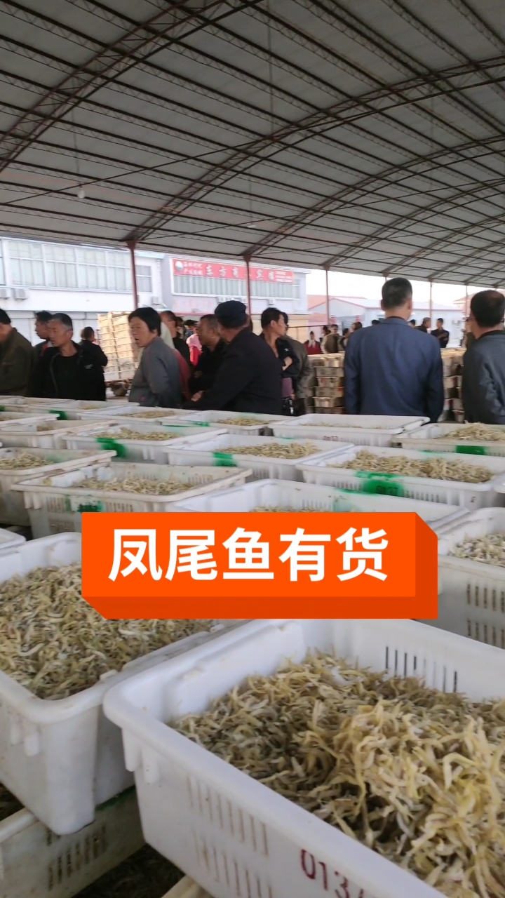 #干鲜海产品#凤尾鱼