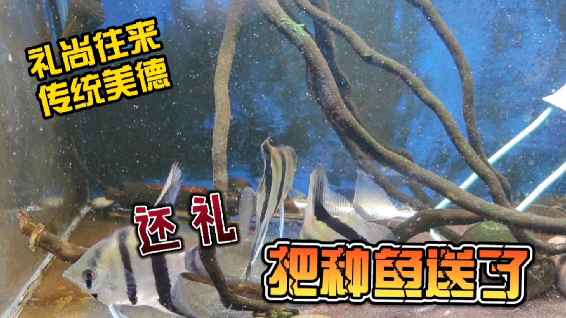 #家有萌宠#给师傅送去两对燕鱼,以鱼易鱼,志同道合,礼尚往来传统美德!