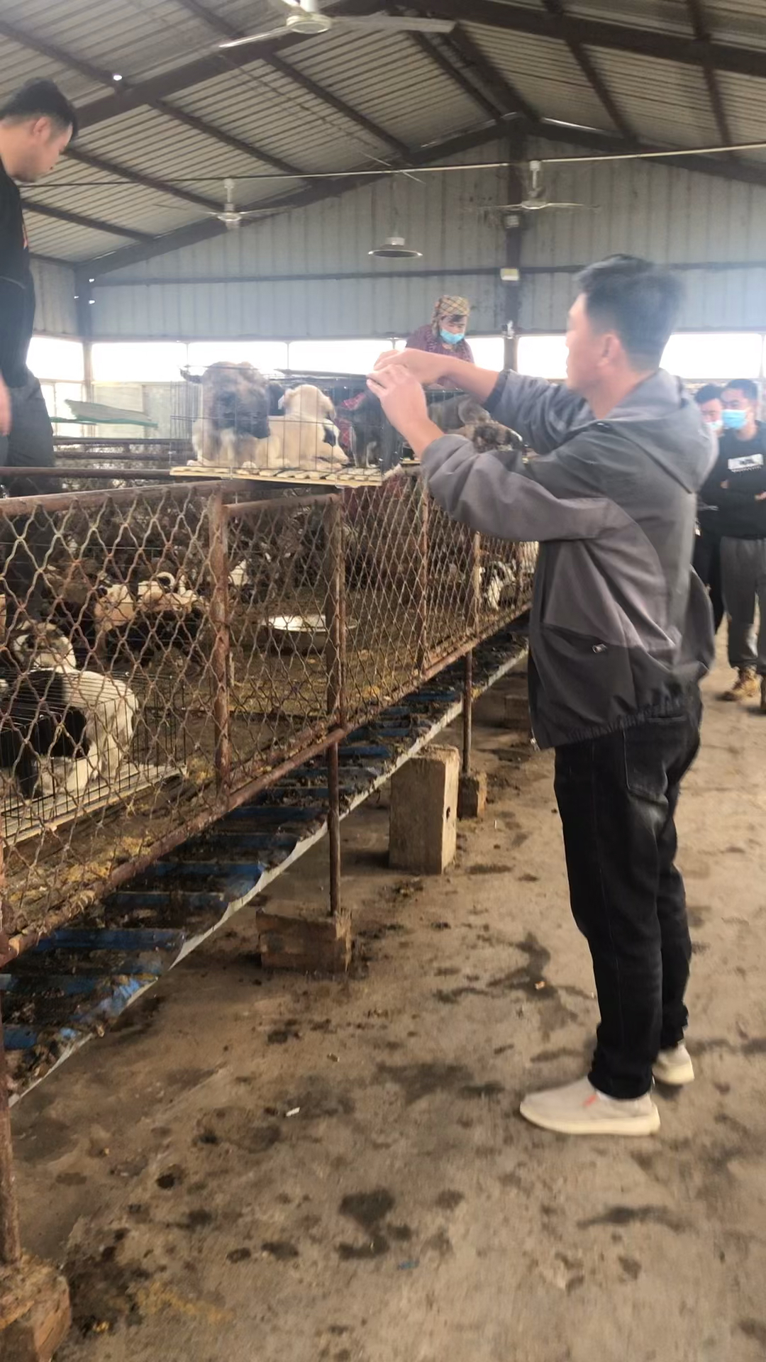 大型犬与本地狗杂交改良出的肉狗苗生长速度快,抵抗能力强,是普通犬的生长速度三倍