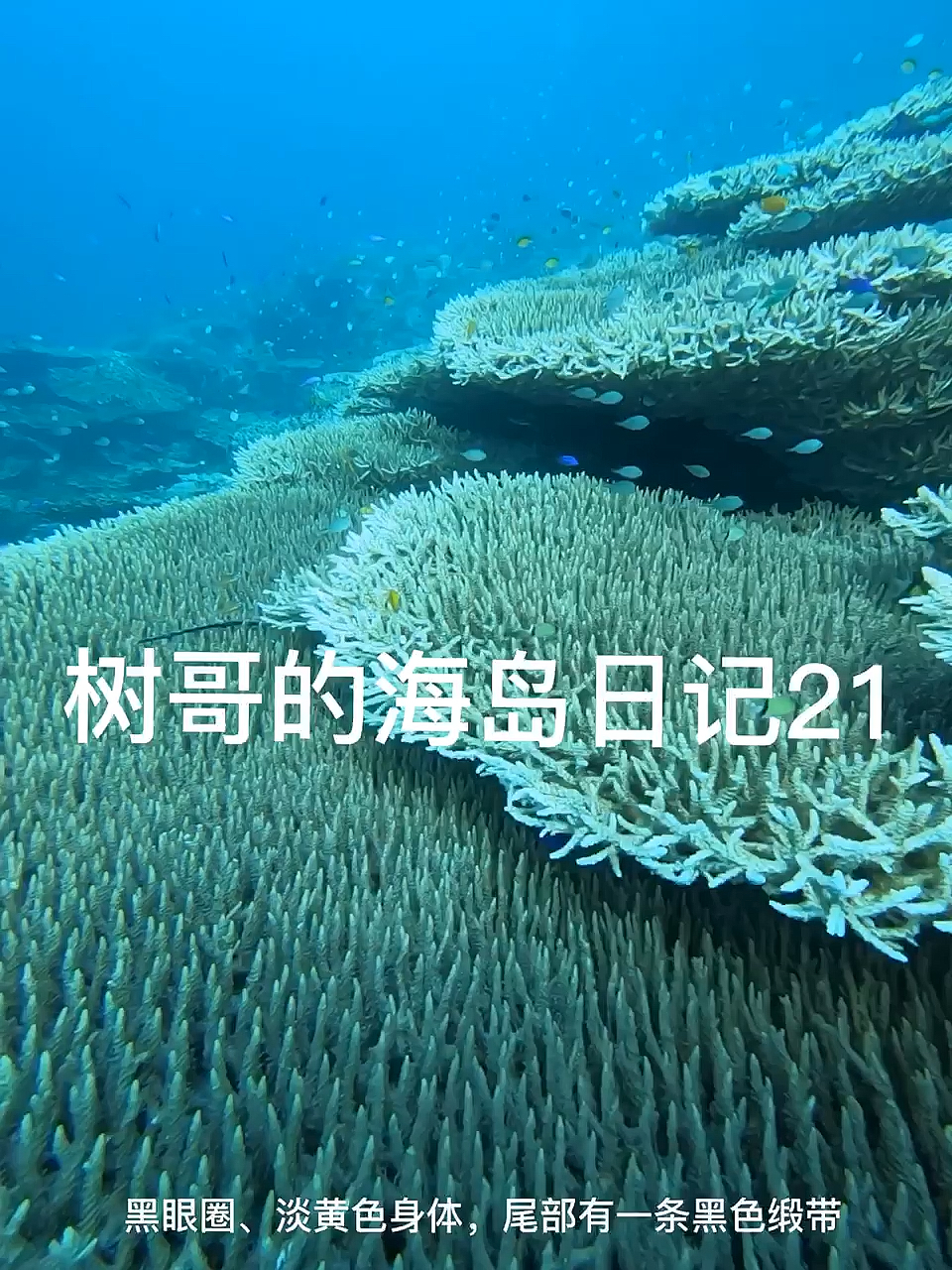 健康的珊瑚礁盘是这样的健康的珊瑚礁盘