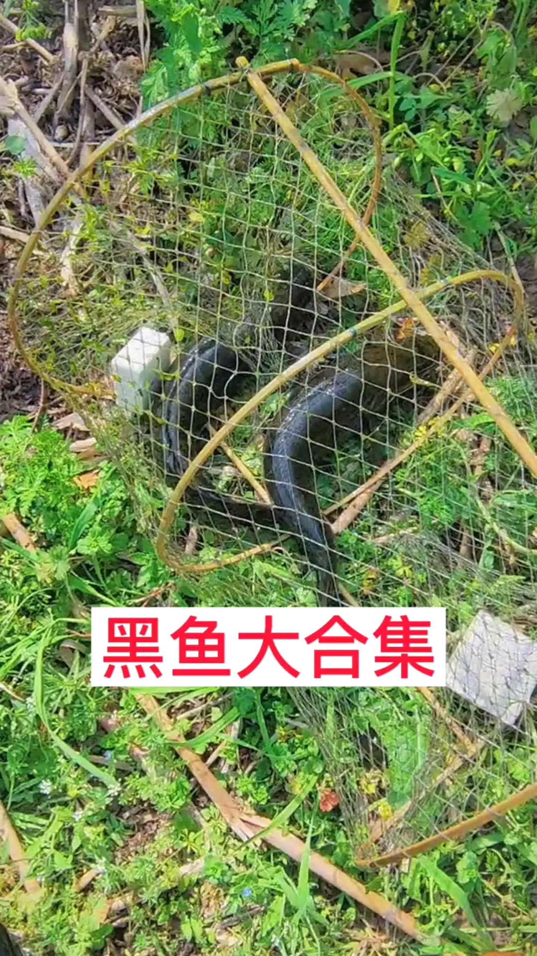 #户外抓鱼#今天发个花篮网抓黑鱼大合集