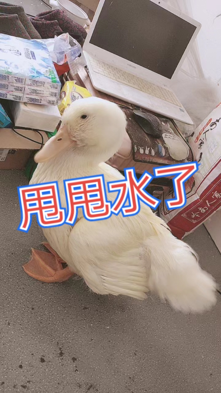 #萌宠趣事打卡#小鹅洗澡,甩头像蹦迪一样。