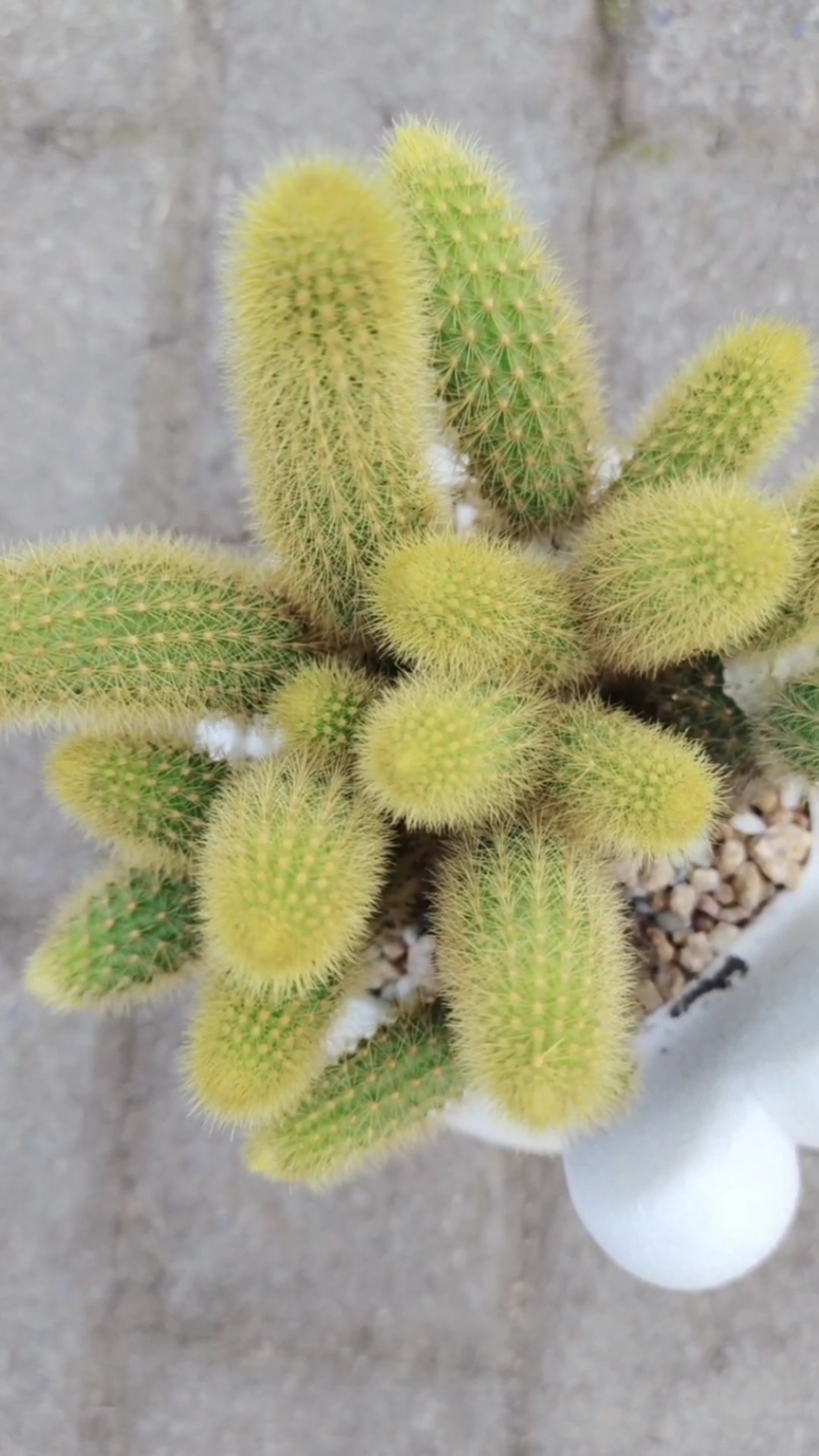 #泼花成画#多肉黄金条高颜之美,年年赏花多种草