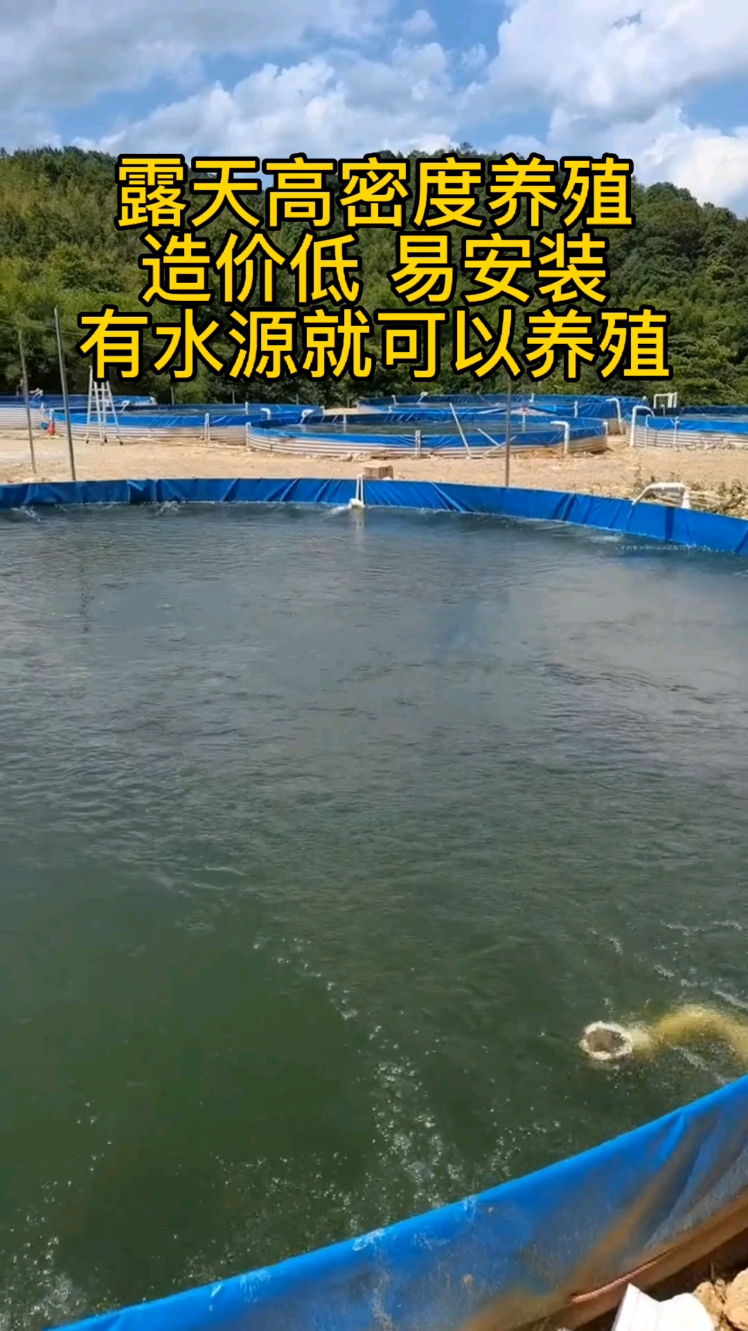 #养鱼#露天高密度养殖鲈鱼!