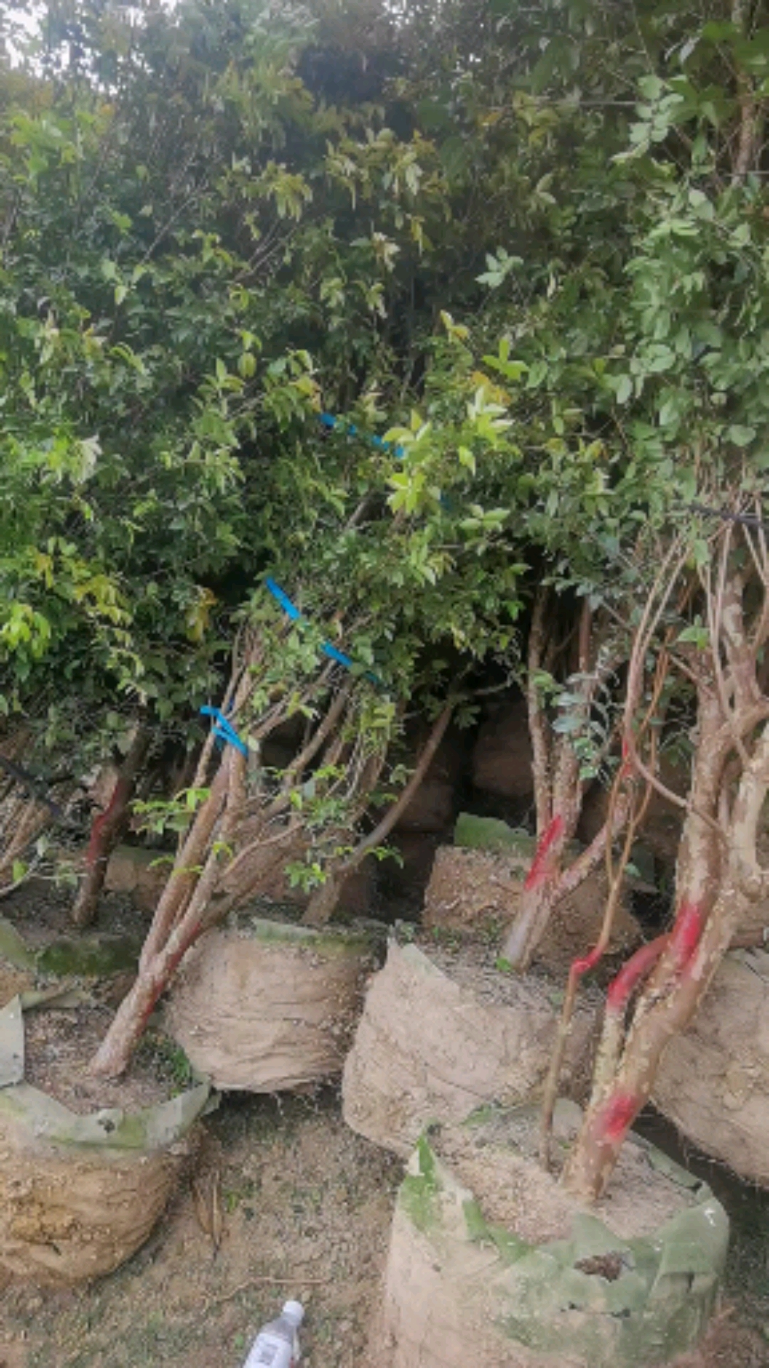 树葡萄树苗,福建基地价格有优势