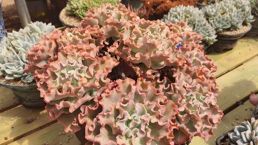 #多肉植物#王者级别的高砂之翁是什么样？