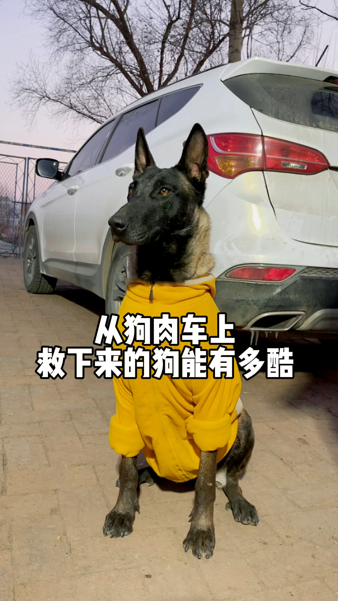 #破壳计划#从狗肉车上救下来的狗狗能有多酷