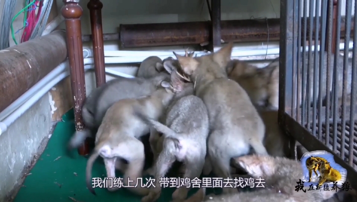 #动物#狼崽抢鸡,拔了一地鸡毛