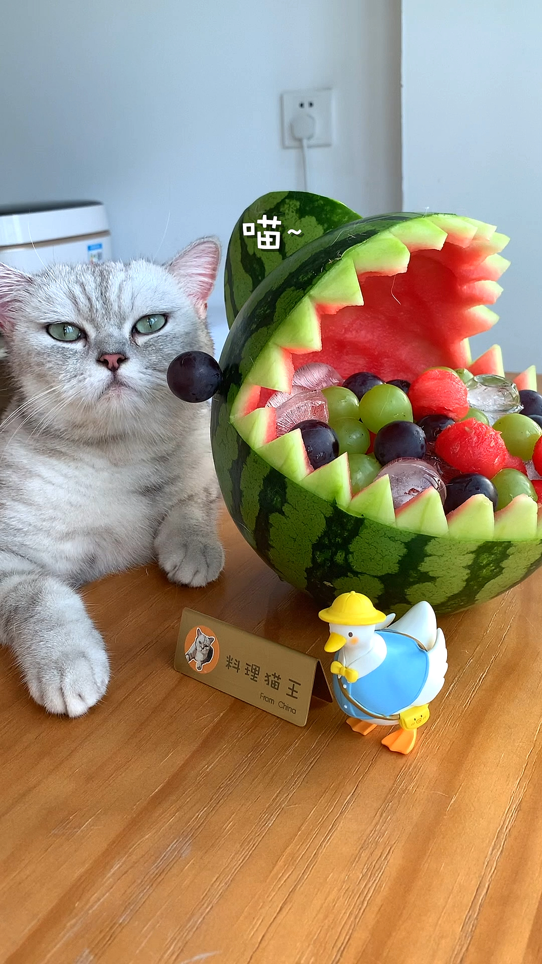 #家有萌宠#猫王做了个鲨鱼西瓜,有模有样