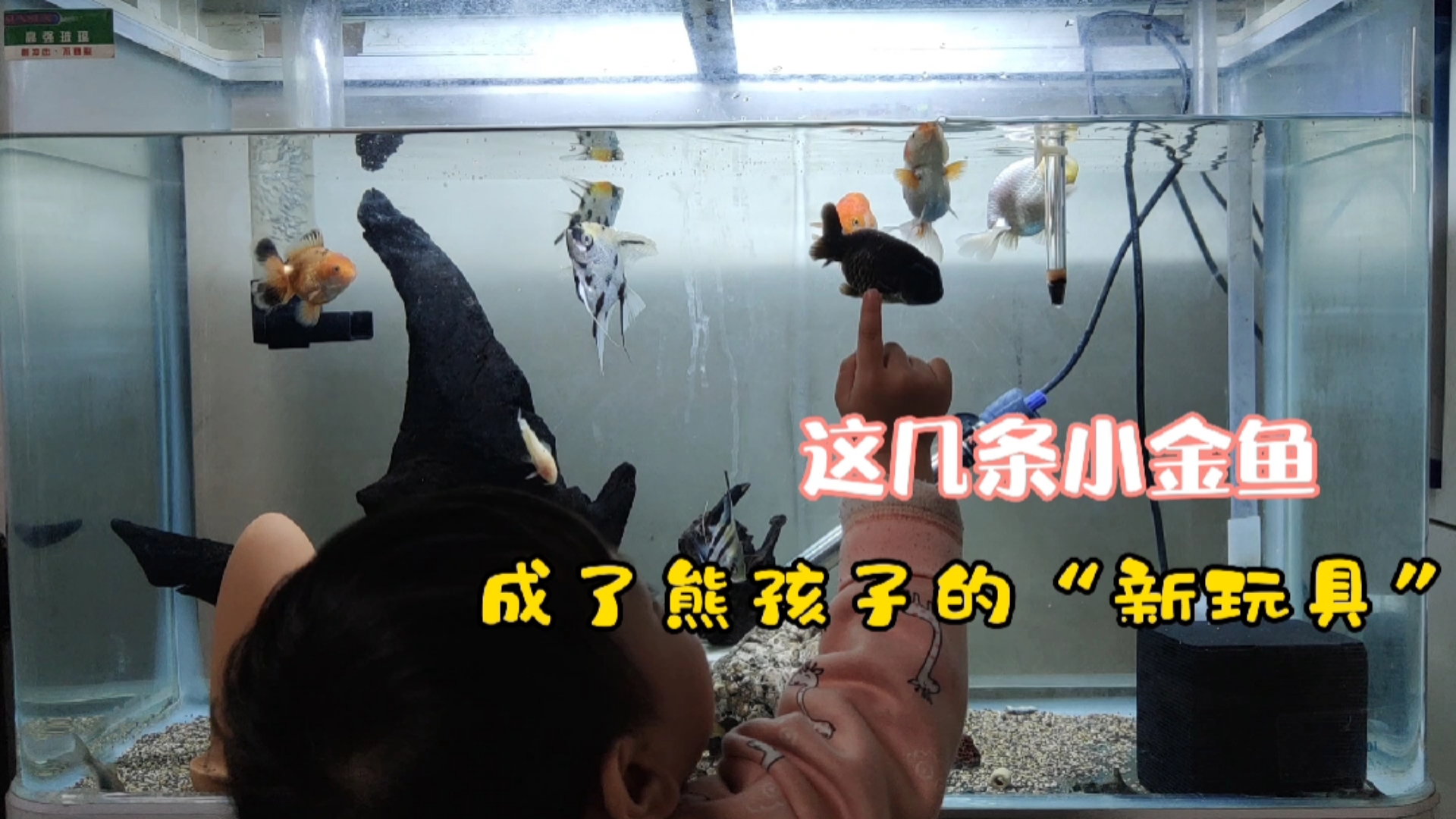 #小小爱宠萌化你#孩子对小金鱼的喜爱,远远超出了我的想象!养鱼从娃娃抓起