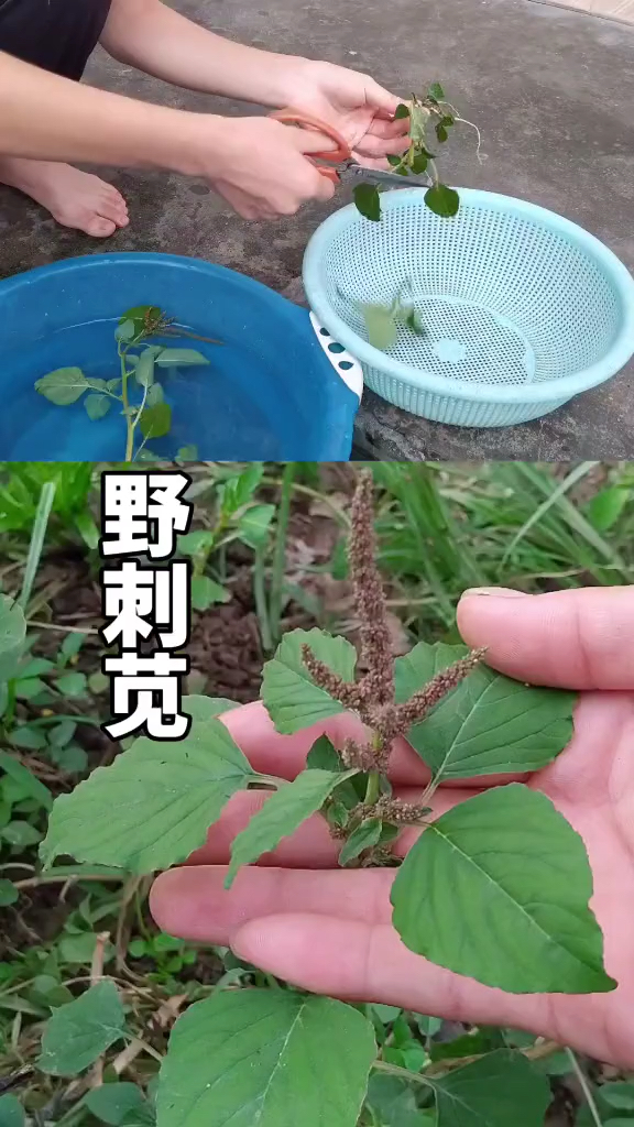 植物刺苋,别名野苋菜、猪苋
