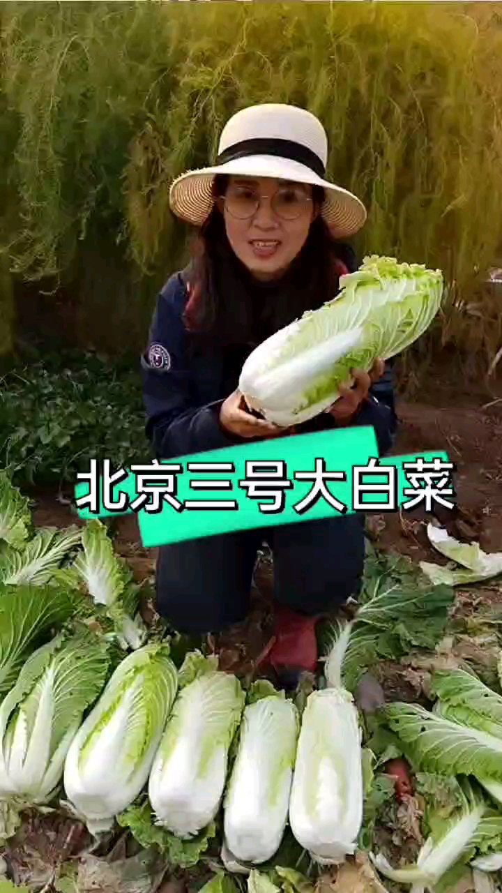 北京三号大白菜