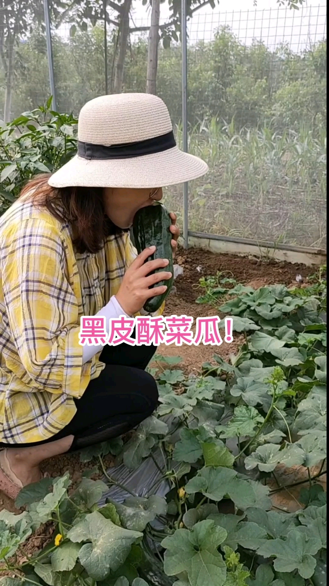 黑皮酥菜瓜