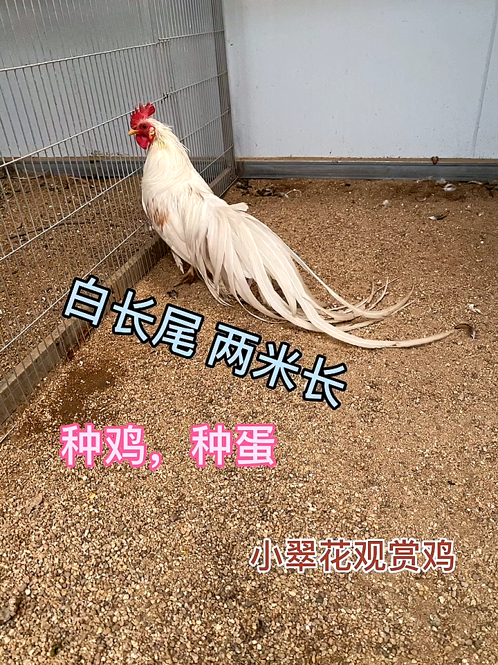 种鸡,种蛋,鸡苗,青年鸡预约预定。小翠花观赏鸡批发基地全国发货