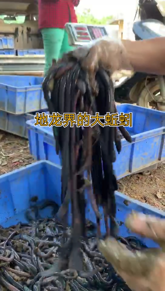 地龙蚯蚓养殖