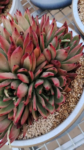 #多肉植物#叶尖也能变黑的弗兰克,这是杂交了米兰达的基因吗?