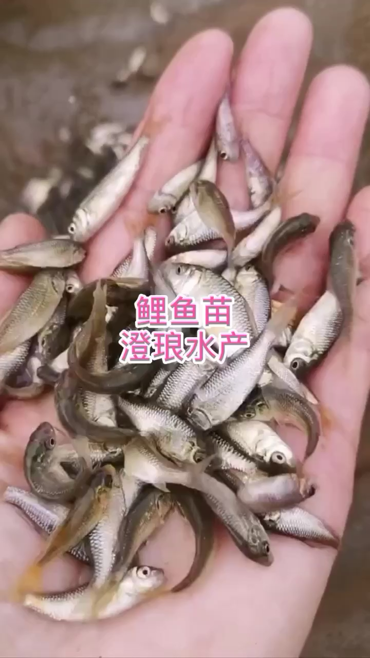 鲤鱼苗丰鲤鱼草鲤河鲤兴国红鲤鱼建鲤鱼活体热带淡水鱼苗养殖