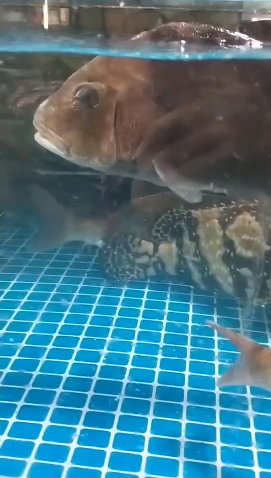 加吉鱼和青斑鱼