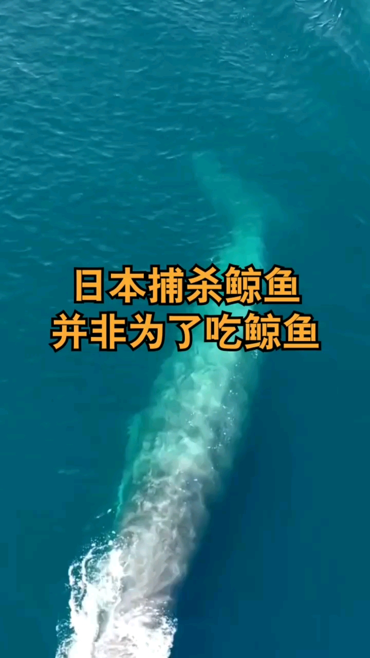 日本捕杀鲸鱼,并非吃鲸鱼,对此你怎么看?