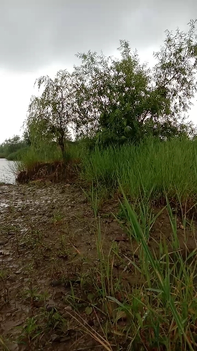 钓鱼日记:雨