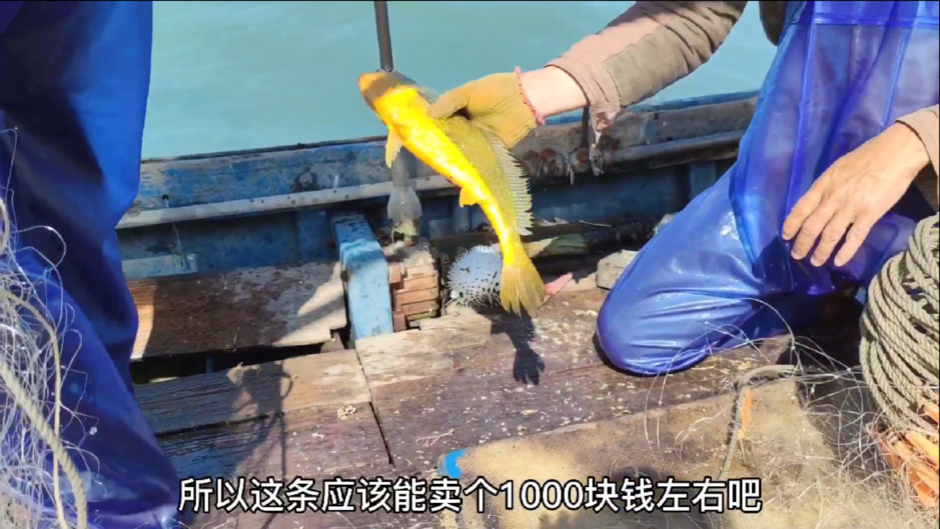 #南澳岛#你们想看的近海捕鱼它来了,还好捕到海里软黄金,这鱼金色得反光(三)